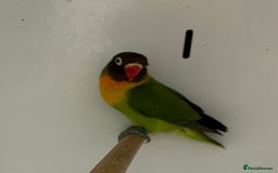 Lovebirds birds for sale: Beautiful pair of lovebirds  - Image 3