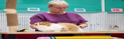 Scottish Fold cats for sale: Beautiful show quality scottish fold boys - Advert 8