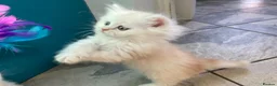 Persian cats for sale: Persian kittens in Rugby - Advert 32