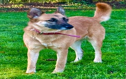 Belgian Shepherd Dog dogs for adoption: Julie: The Puppy Who Survived the Unthinkable - Advert 8