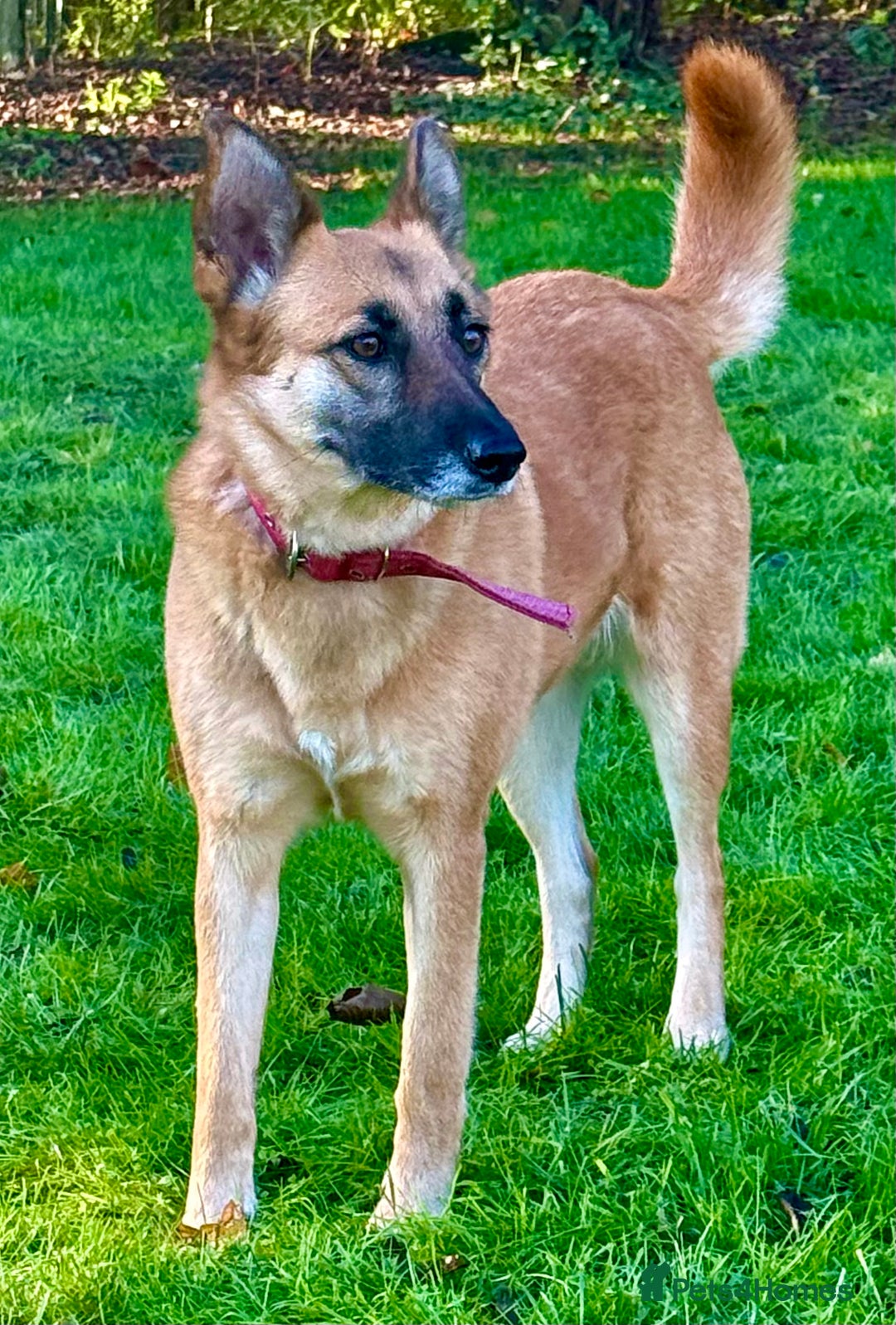 Belgian Shepherd Dog dogs for adoption: Julie: The Puppy Who Survived the Unthinkable - Advert 8