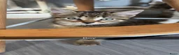 Domestic Shorthair cats for sale: Brown mackerel tabby domestic shorthair - Advert 4