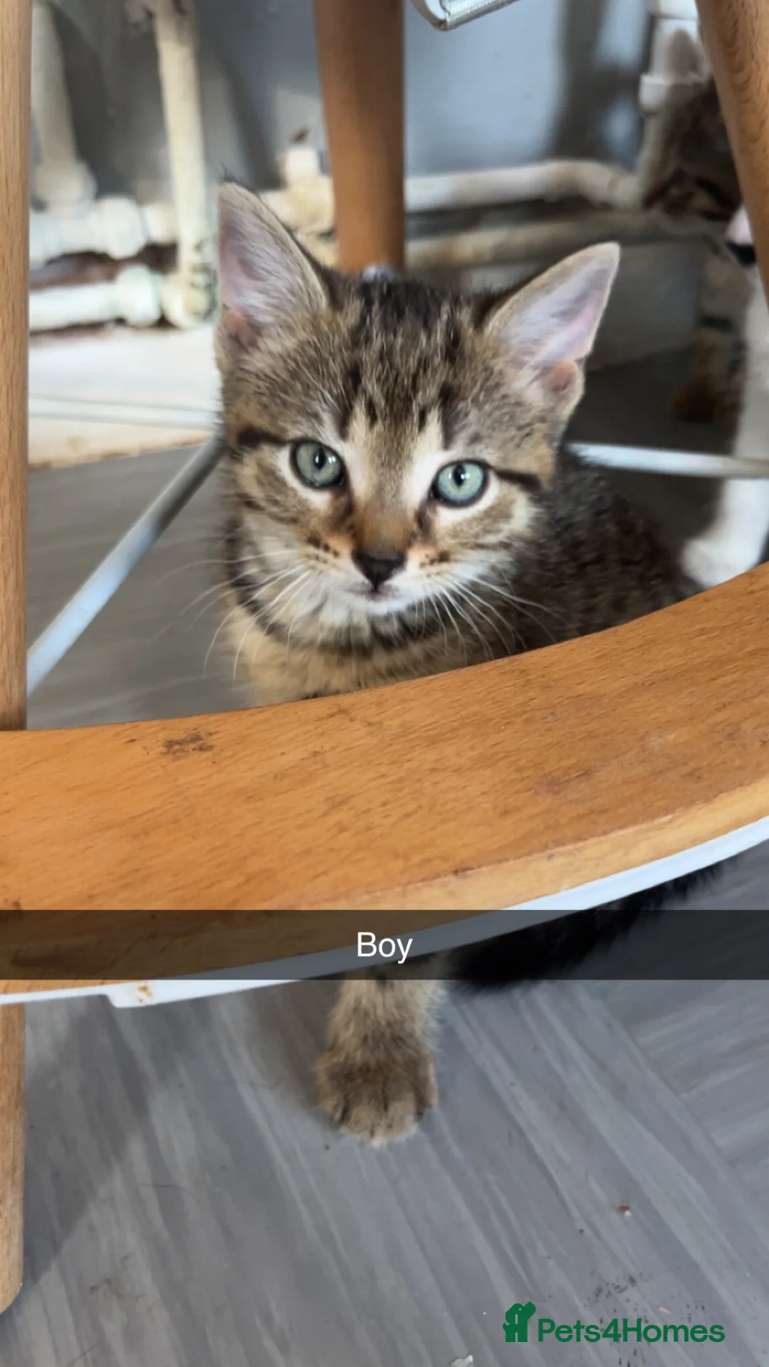 Domestic Shorthair cats for sale: Brown mackerel tabby domestic shorthair - Advert 4