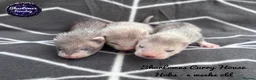 Ferret rodents for sale: Ferret kits  - Advert 4