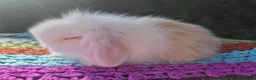 Angora rabbits for sale: 💜STUNNING TEDDYWIDDER X MINI LOP BABIES 💜 - Advert 19