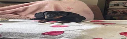 Dachshund dogs for sale: 4 month old female dachshund  in Banbury - Advert 2