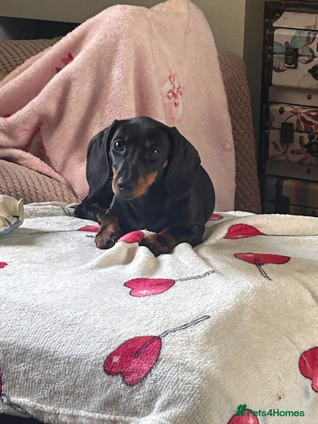 Dachshund dogs for sale: 4 month old female dachshund  in Banbury - Advert 2