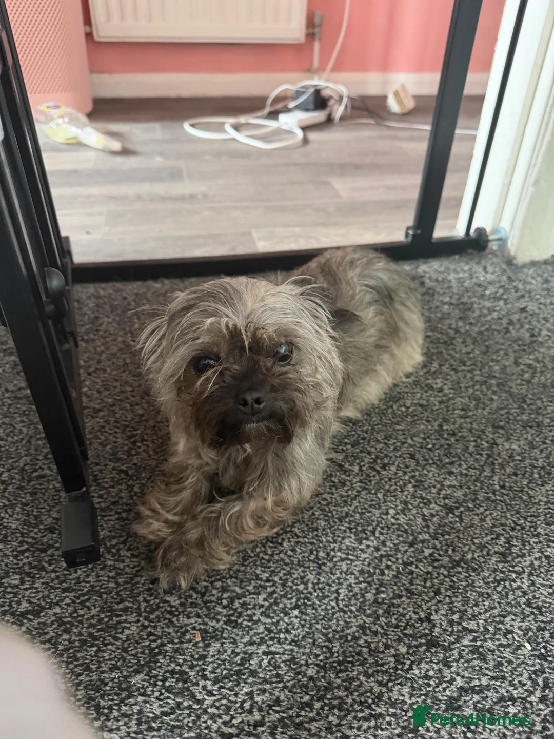 Mixed Breed dogs for sale: Beautiful chihuahua x shihtzu rehome  - Advert 13