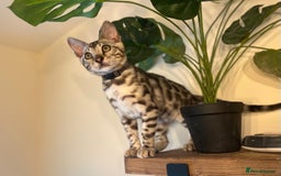 Bengal cats for sale: Beautiful Bengal Kittens Ready for Forever Homes - Image 24