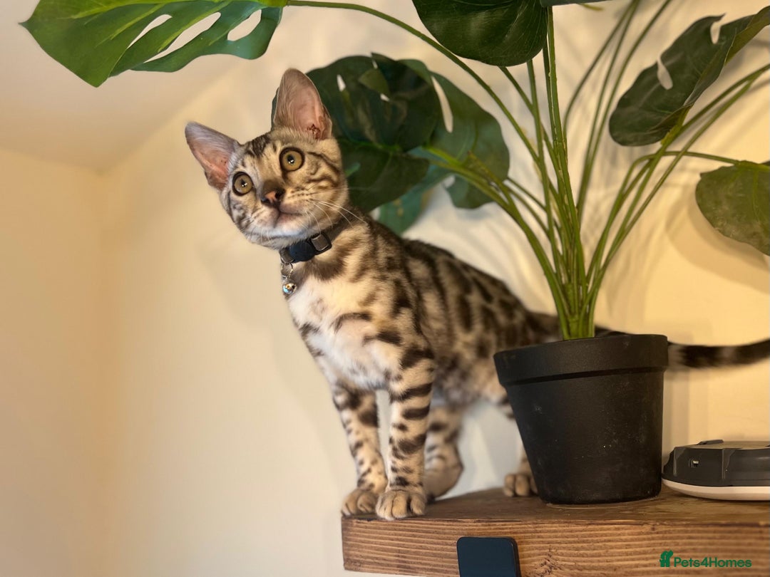 Bengal cats for sale: Beautiful Bengal Kittens Ready for Forever Homes - Image 24