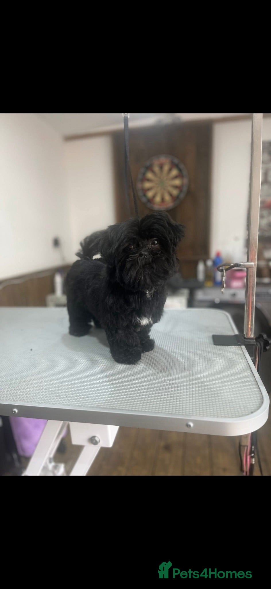 Shih Tzu dogs Puppy for sale  - Advert 9