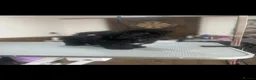 Shih Tzu dogs for sale: Puppy for sale  - Advert 1