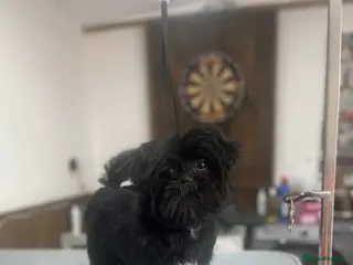 Shih Tzu dogs Puppy for sale - Advert 5