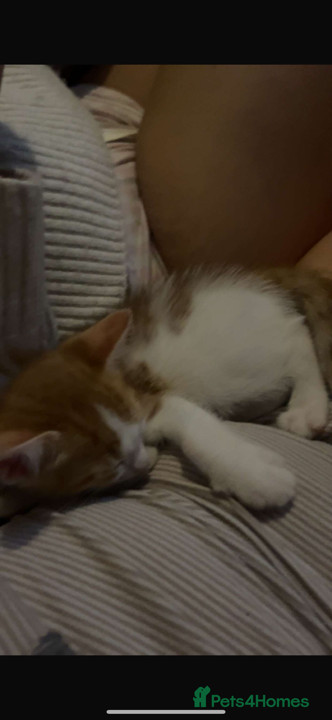 Domestic Shorthair cats for sale: 2 kittens - Image 3