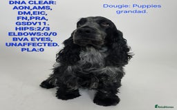 Cocker Spaniel dogs for sale: Kc, show cocker, dna, hips and eye tested parents  - Image 13
