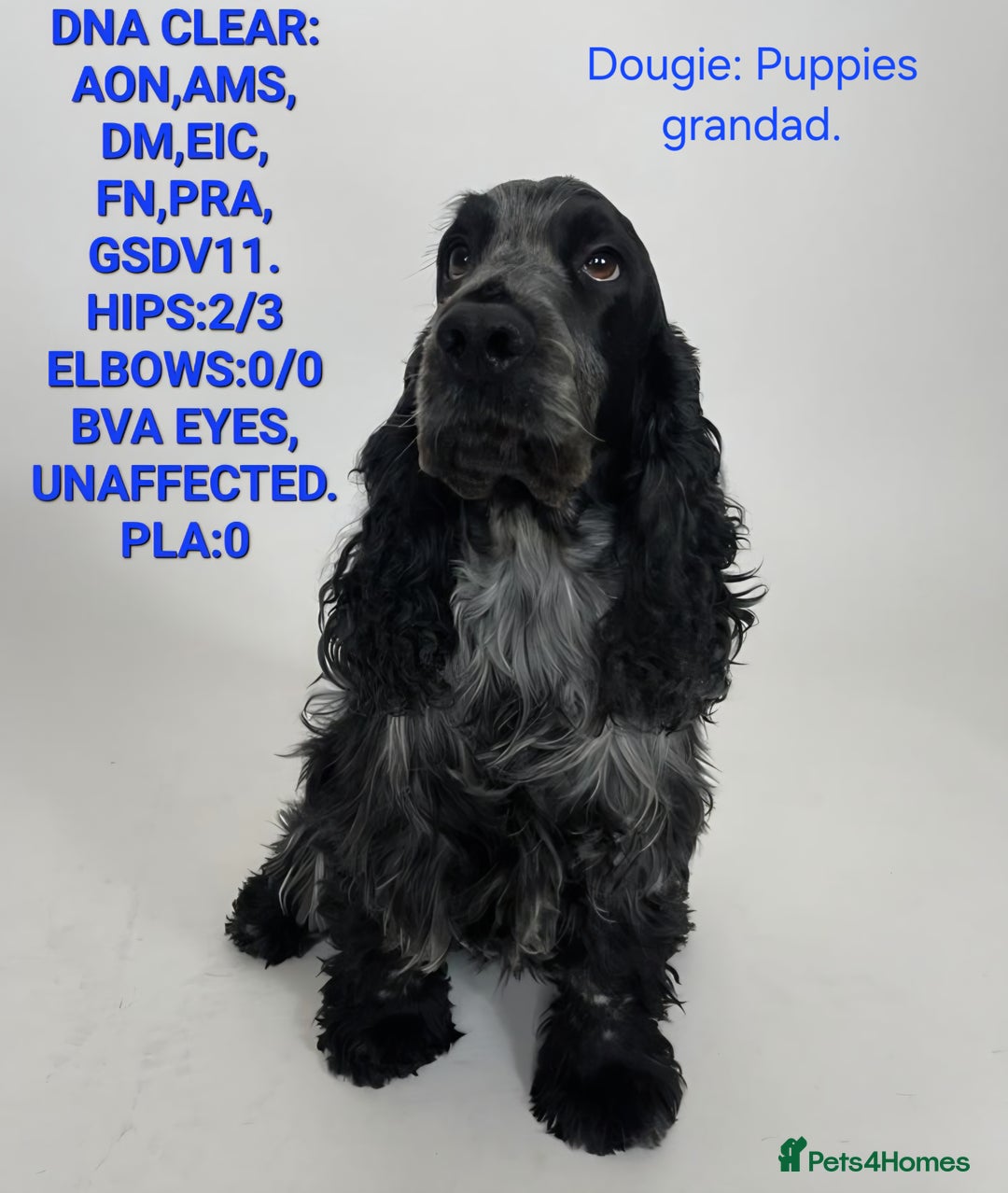 Cocker Spaniel dogs for sale: Kc, show cocker, dna, hips and eye tested parents  - Image 13