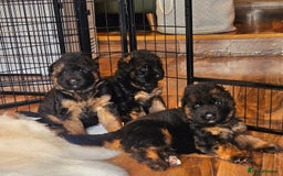 German Shepherd dogs for sale: 2 Chunky GSD boys looking for forever home  - Image 6
