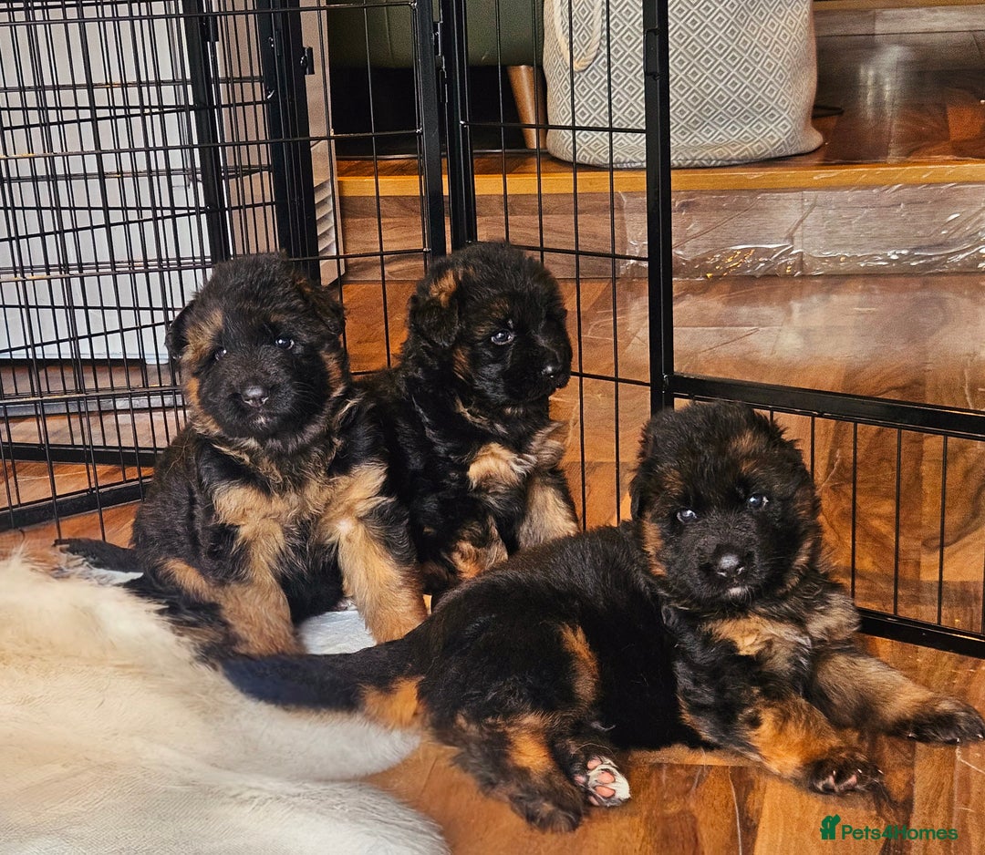 German Shepherd dogs for sale: 2 Chunky GSD boys looking for forever home  - Image 6