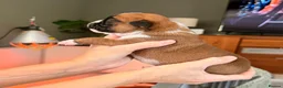 Boxer dogs for sale: 3 Red & White Boxer puppies available  - Advert 10