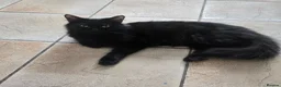 Mixed Breed cats for sale: Four Gorgeous Fluffy Black Kittens 🐈‍⬛🖤 - Advert 12