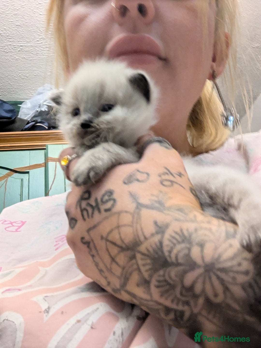 Ragdoll cats for sale: ragdoll kittens (only 1 boy left main picture) - Image 8