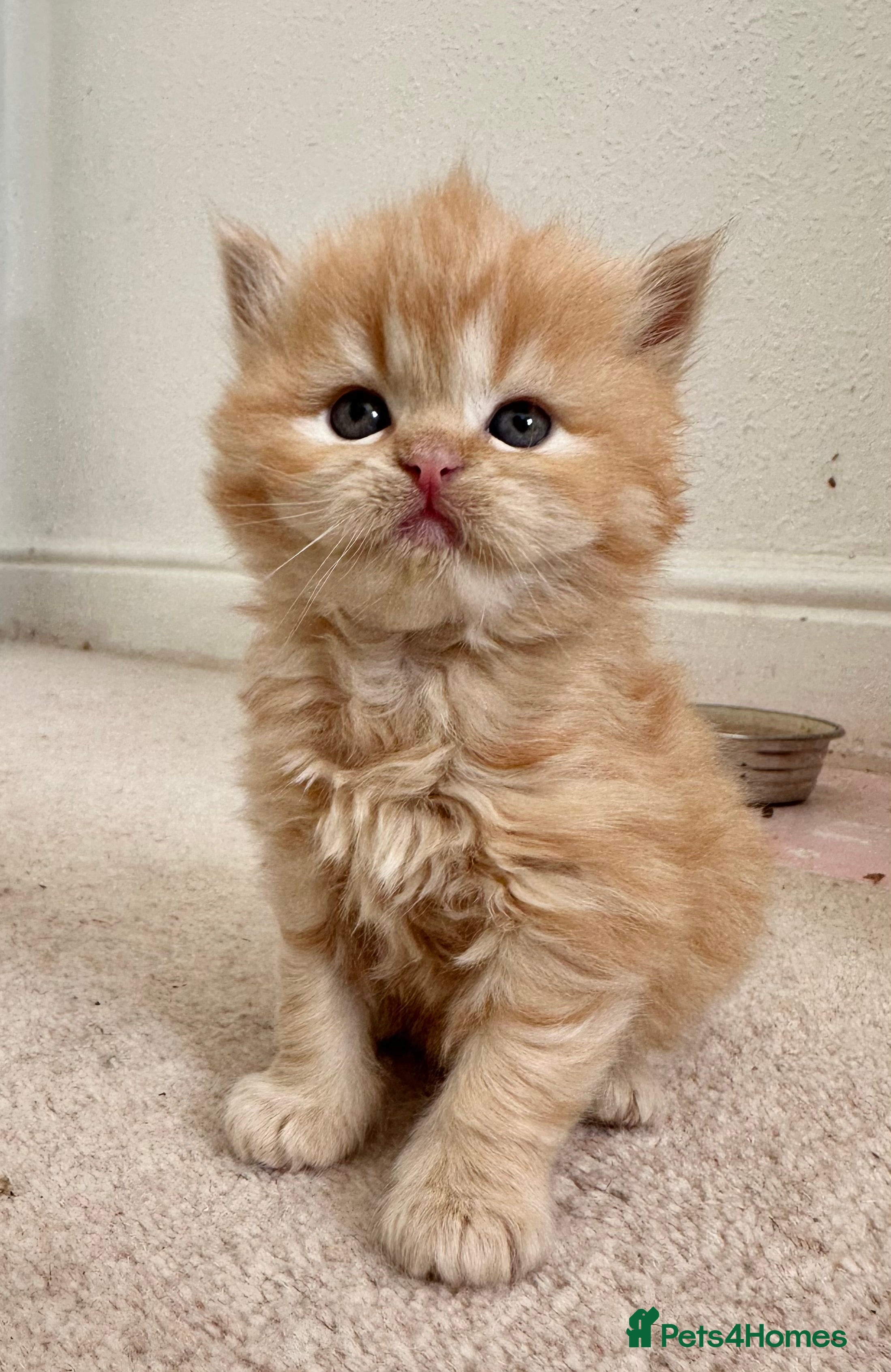 Siberian cats Fluffy red Siberian Kittens!! - Advert 1