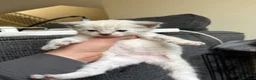 Mixed Breed cats for sale: 2 Girls 2 Males in Fleetwood - Advert 3