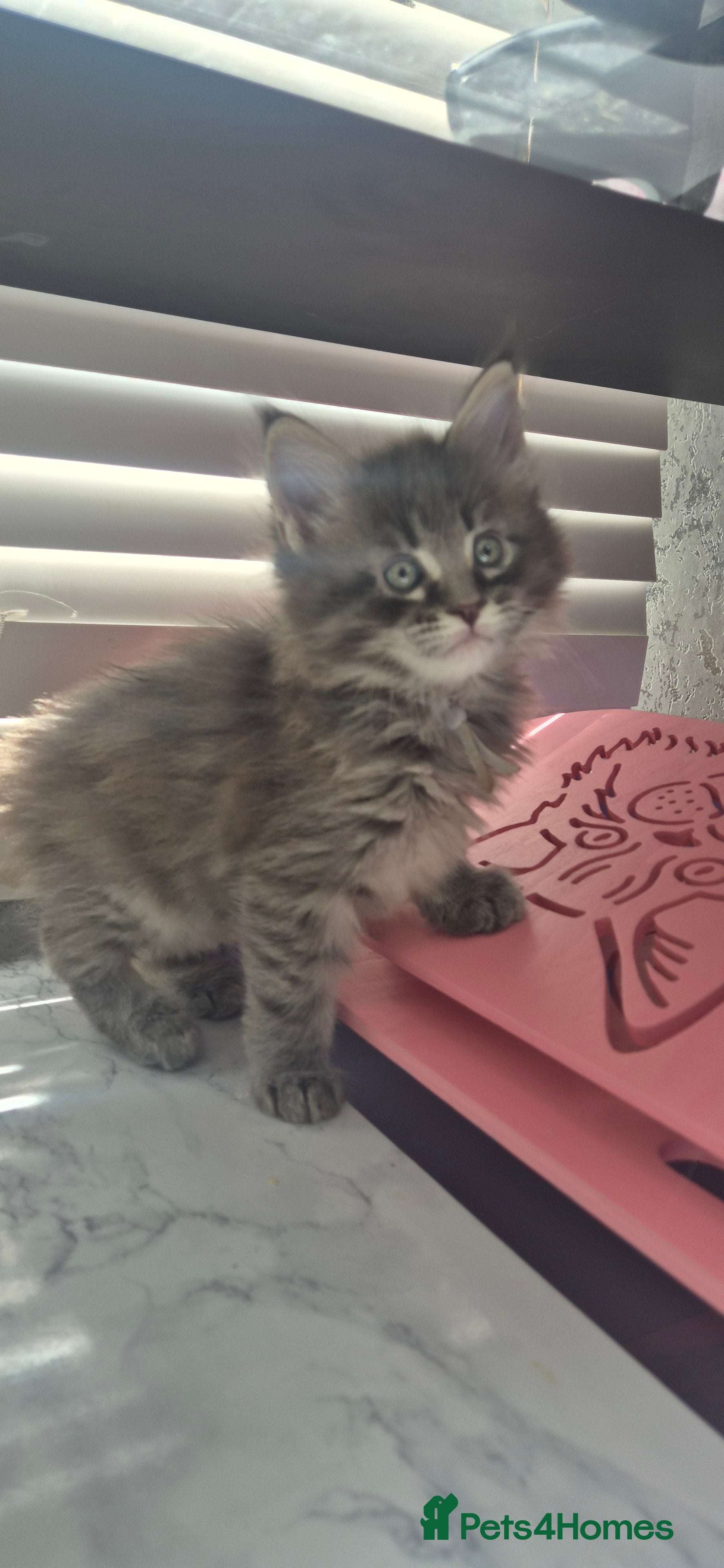 Maine Coon cats Maine Coon kittens Glasgow TICA REGISTERED  - Advert 2