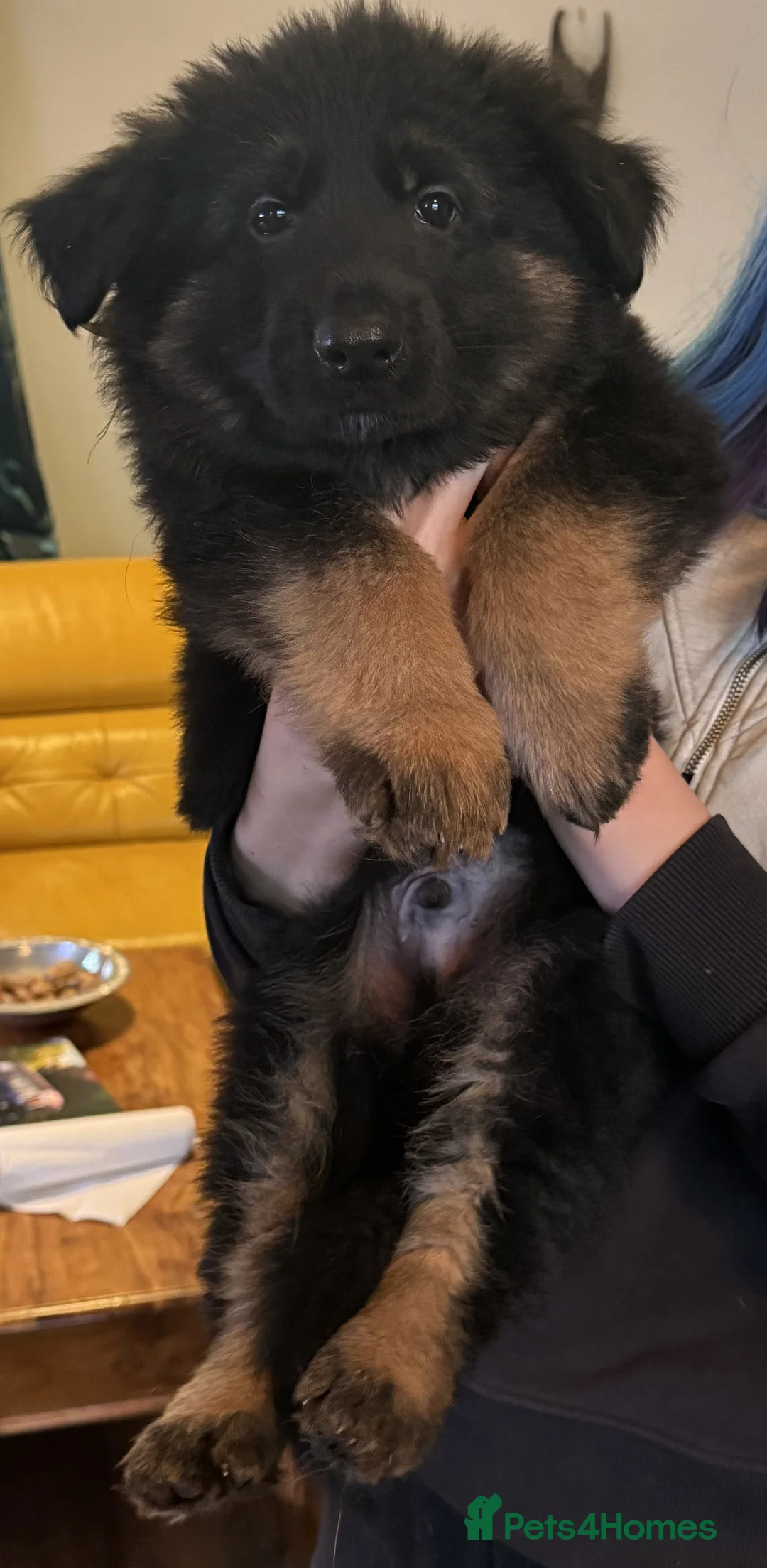 German Shepherd dogs for sale: Long coat GSD Pups With Health tested Parents - Advert 20