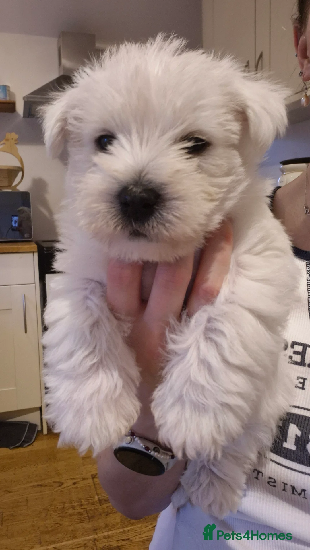 West Highland Terrier dogs for sale: 3 gorgeous Westie boys - "Ron, Fred & George" - Advert 9