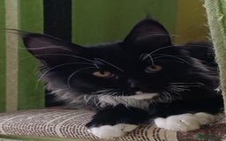 Maine Coon cats for sale: Maine-Coon kittens  - Image 23