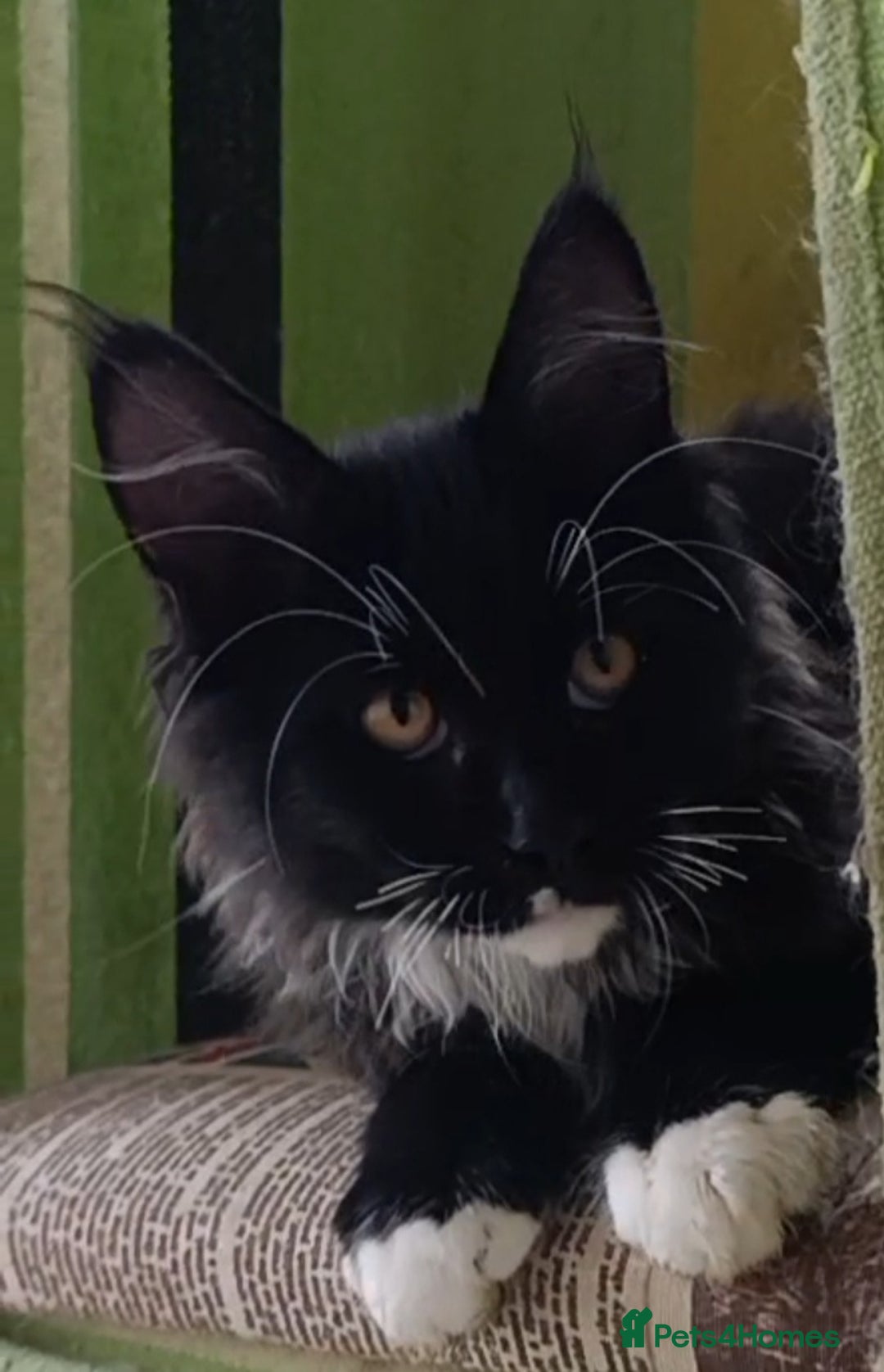 Maine Coon cats for sale: Maine-Coon kittens  - Image 23