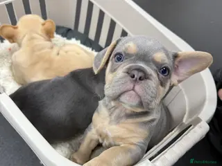 French Bulldog dogs LAST 1 AVAILABLE - Cream girl ready to leave 🤍 - Advert 18