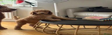 Standard Poodle Puppy 1