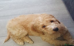 Cockapoo dogs for stud: Chaco - f1b cockapoo for stud - Image 6