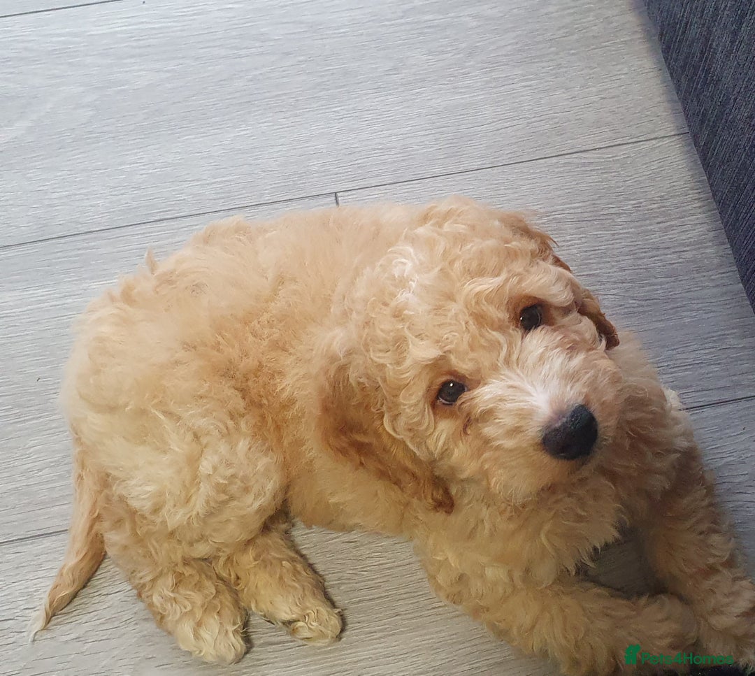 Cockapoo dogs for stud: Chaco - f1b cockapoo for stud - Image 6