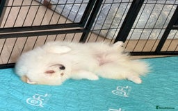 Pomeranian dogs for sale: 🐾✨ Rare White Extra Tiny Size Pomeranian Puppies  - Image 4