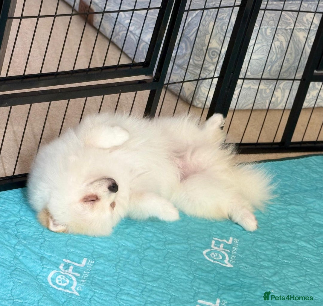 Pomeranian dogs for sale: 🐾✨ Rare White Extra Tiny Size Pomeranian Puppies  - Image 4