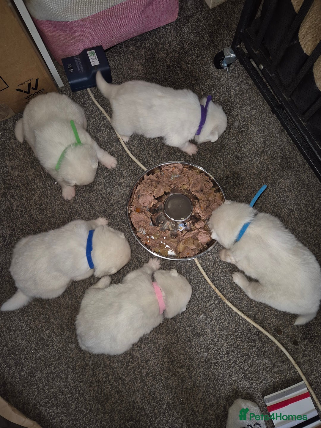 Samoyed dogs for sale: Samoyed puppies - can leave anytime from 23rd  - Advert 3
