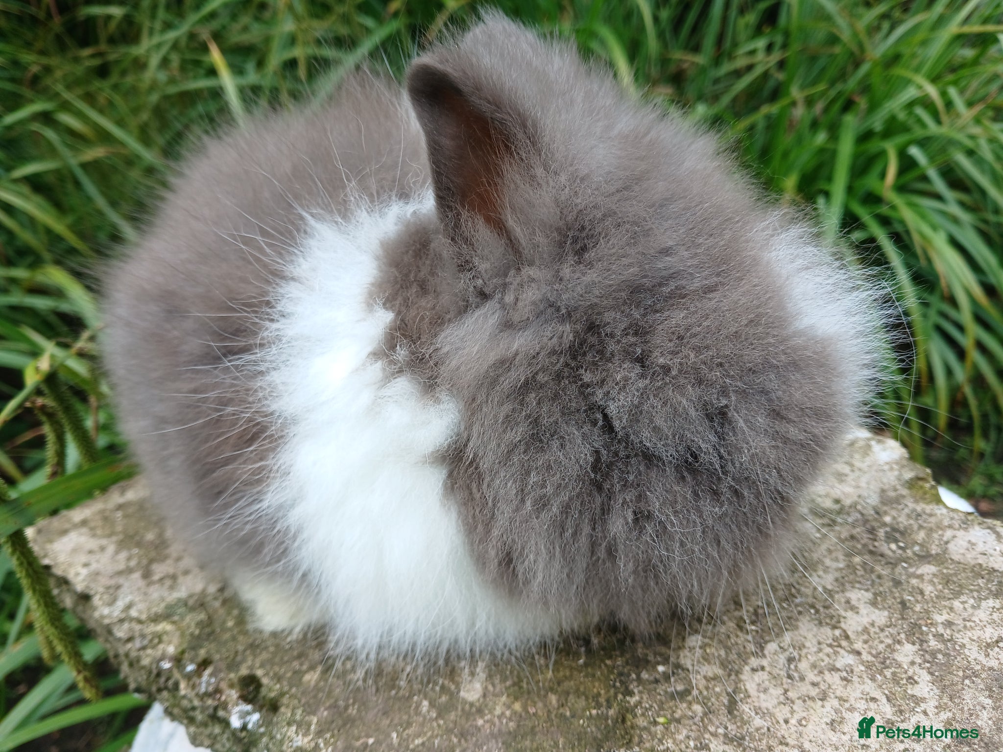 Lionhead rabbits for sale: Stunning DM Lionhead baby rabbits - Advert 1