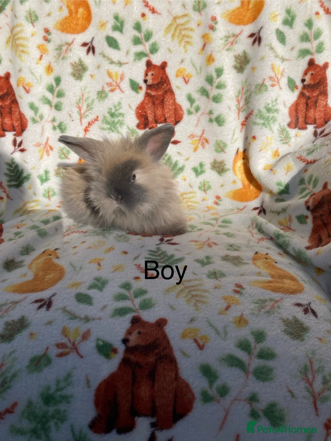 Angora rabbits for sale: Adorable angora babies - Advert 26