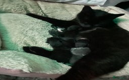 Domestic Shorthair cats for sale: Beautiful kittens  - Image 3