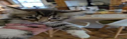 Maine Coon cats for sale: Ragdoll and Mane Clone mix parent  in Perth - Advert 7