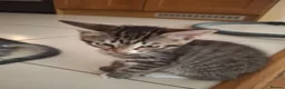 Mixed Breed cats for sale: Kittens in Walton-on-Thames - Advert 5