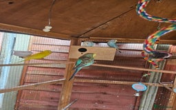Budgerigars birds for sale: Budgies  - Image 4