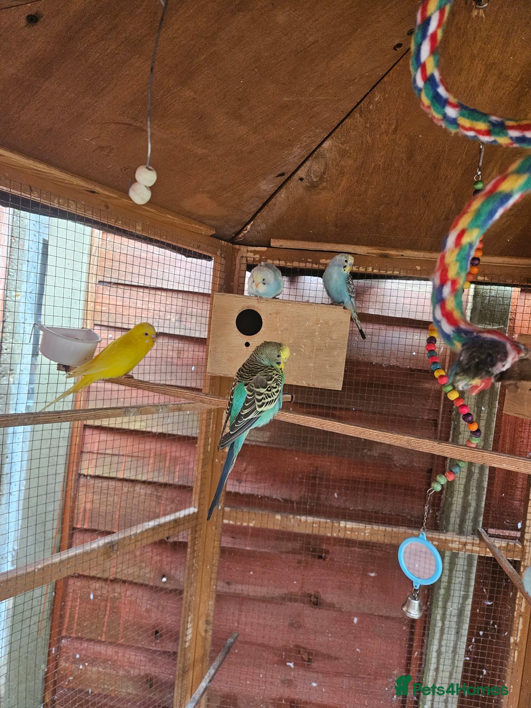Budgerigars birds for sale: Budgies  - Image 4