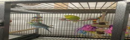Budgerigars birds for sale: Two male Budgies - Advert 1