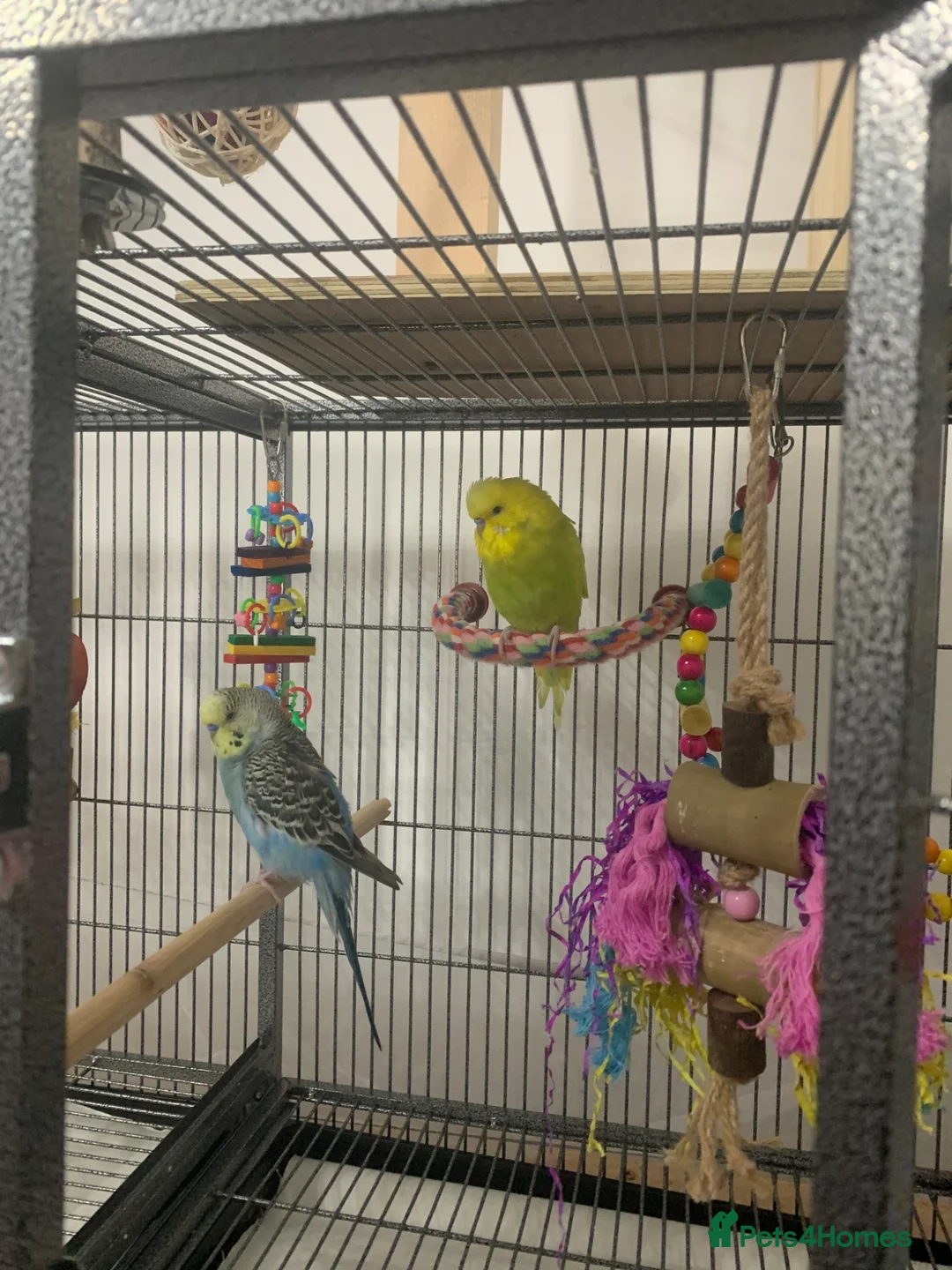 Budgerigars birds for sale: Two male Budgies - Advert 1