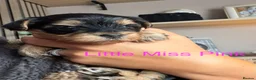 Yorkshire Terrier dogs for sale: Pure Yorkshire terrier babies  in Llanelli - Advert 3