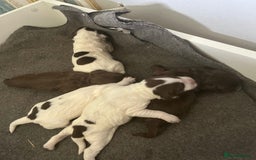 Sprocker dogs for sale: Beautiful Sprocker puppies  - Image 38